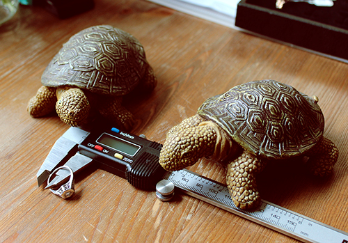 Turtle Love Committee, September 21, 2012