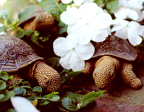Turtle Love Committee enjoying the garden