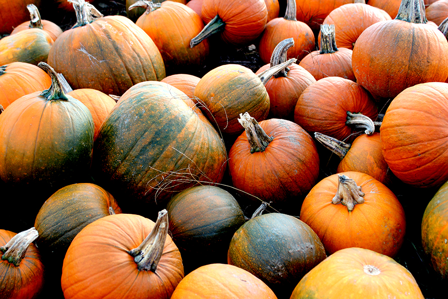 Pumpkins gathered in the patch during Turtle Love Co.'s pumpkin picking excursion